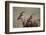 Topi on the Savanna-DLILLC-Framed Photographic Print