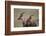 Topi on the Savanna-DLILLC-Framed Photographic Print