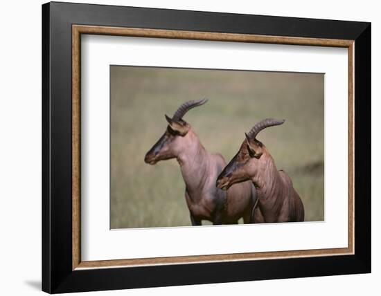 Topi on the Savanna-DLILLC-Framed Photographic Print