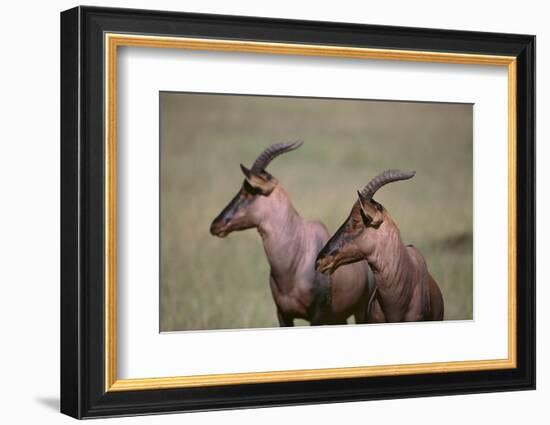 Topi on the Savanna-DLILLC-Framed Photographic Print