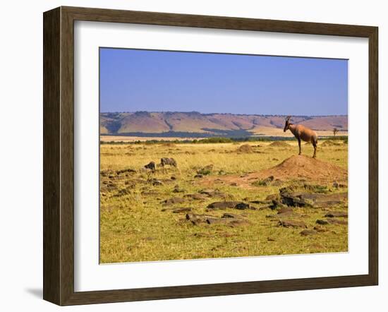 Topi Overlooking Landscape, Kenya-Joe Restuccia III-Framed Photographic Print