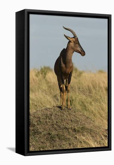 Topi Portrait-Joe McDonald-Framed Premier Image Canvas