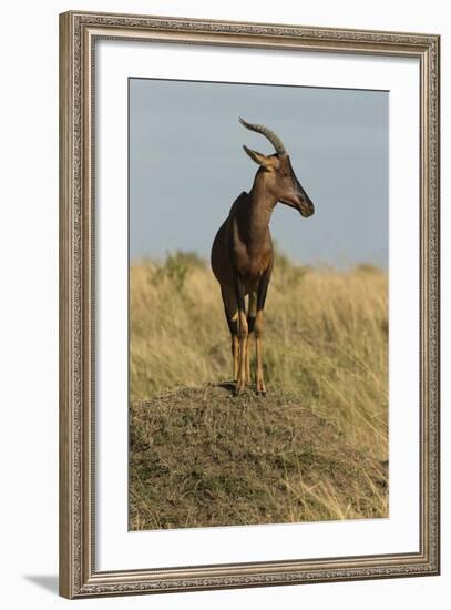 Topi Portrait-Joe McDonald-Framed Photographic Print