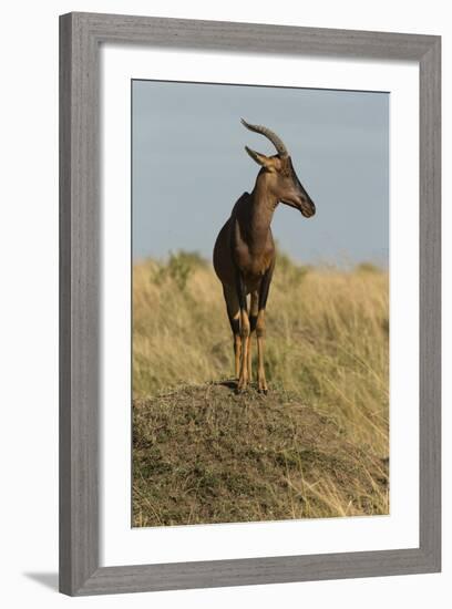 Topi Portrait-Joe McDonald-Framed Photographic Print