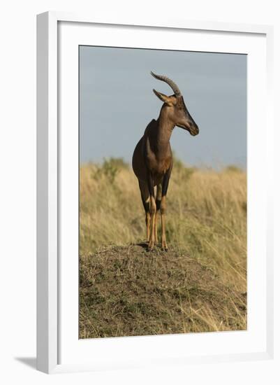 Topi Portrait-Joe McDonald-Framed Photographic Print