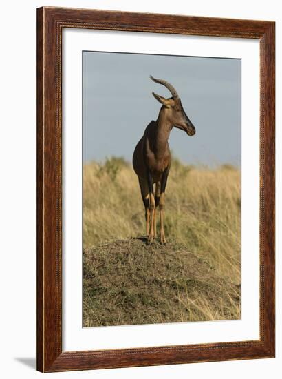 Topi Portrait-Joe McDonald-Framed Photographic Print