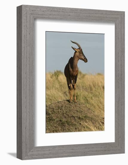 Topi Portrait-Joe McDonald-Framed Photographic Print