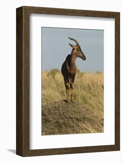 Topi Portrait-Joe McDonald-Framed Photographic Print