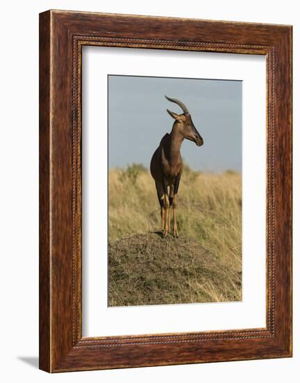 Topi Portrait-Joe McDonald-Framed Photographic Print