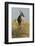 Topi Portrait-Joe McDonald-Framed Photographic Print