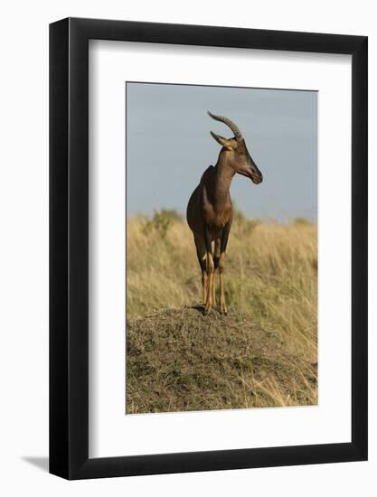 Topi Portrait-Joe McDonald-Framed Photographic Print