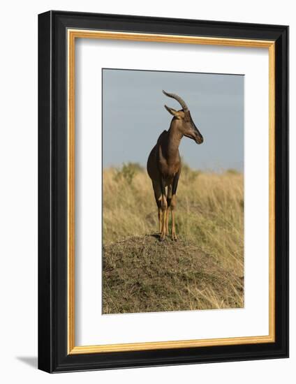 Topi Portrait-Joe McDonald-Framed Photographic Print