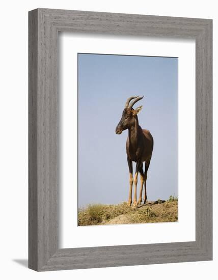 Topi Portrait-Joe McDonald-Framed Photographic Print