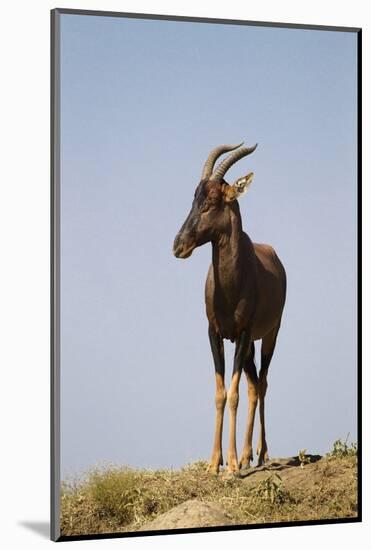 Topi Portrait-Joe McDonald-Mounted Photographic Print