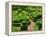 Topiary Garden at Chateau de Marqueyssac-David Burton-Framed Premier Image Canvas