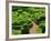 Topiary Garden at Chateau de Marqueyssac-David Burton-Framed Photographic Print