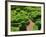 Topiary Garden at Chateau de Marqueyssac-David Burton-Framed Photographic Print