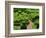 Topiary Garden at Chateau de Marqueyssac-David Burton-Framed Photographic Print