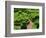 Topiary Garden at Chateau de Marqueyssac-David Burton-Framed Photographic Print