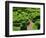 Topiary Garden at Chateau de Marqueyssac-David Burton-Framed Photographic Print