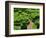 Topiary Garden at Chateau de Marqueyssac-David Burton-Framed Photographic Print