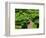 Topiary Garden at Chateau de Marqueyssac-David Burton-Framed Photographic Print