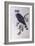 Topknot Pigeon (Lopholaimus Antarcticus)-John Gould-Framed Giclee Print