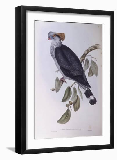 Topknot Pigeon (Lopholaimus Antarcticus)-John Gould-Framed Giclee Print