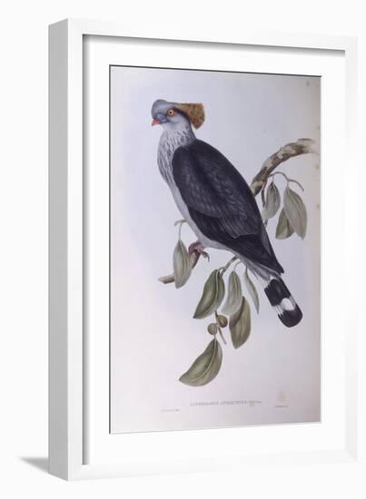 Topknot Pigeon (Lopholaimus Antarcticus)-John Gould-Framed Giclee Print