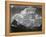 Tops Of Pine Trees Snow Covered "In Glacier National Park" Montana. 1933-1942-Ansel Adams-Framed Stretched Canvas