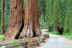 Giant Sequoias, Mariposa Grove Yosemite National Park-topseller-Photographic Print