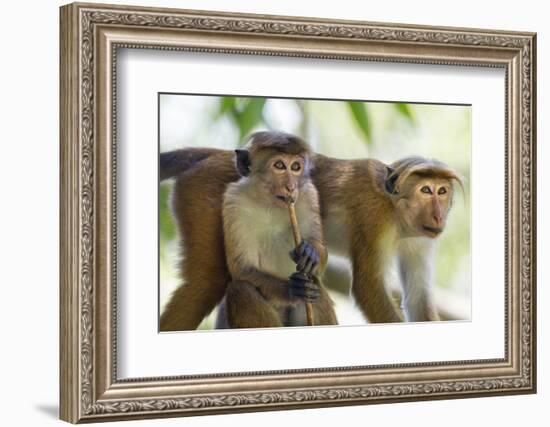 Toque Macaque (Macaca Sinica Sinica) Group Feeding in Garden, Sri Lanka-Ernie Janes-Framed Photographic Print