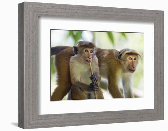 Toque Macaque (Macaca Sinica Sinica) Group Feeding in Garden, Sri Lanka-Ernie Janes-Framed Photographic Print
