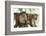 Toque Macaque (Macaca Sinica Sinica) Group Feeding in Garden, Sri Lanka-Ernie Janes-Framed Photographic Print