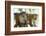 Toque Macaque (Macaca Sinica Sinica) Group Feeding in Garden, Sri Lanka-Ernie Janes-Framed Photographic Print