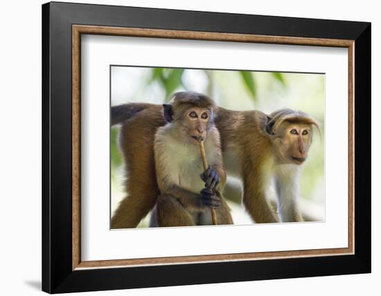 Toque Macaque (Macaca Sinica Sinica) Group Feeding in Garden, Sri Lanka-Ernie Janes-Framed Photographic Print