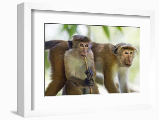 Toque Macaque (Macaca Sinica Sinica) Group Feeding in Garden, Sri Lanka-Ernie Janes-Framed Photographic Print