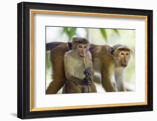 Toque Macaque (Macaca Sinica Sinica) Group Feeding in Garden, Sri Lanka-Ernie Janes-Framed Photographic Print