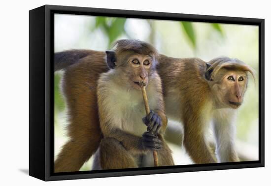 Toque Macaque (Macaca Sinica Sinica) Group Feeding in Garden, Sri Lanka-Ernie Janes-Framed Premier Image Canvas