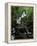 Torc Waterfall, Killarney, County Kerry, Munster, Eire (Republic of Ireland)-Roy Rainford-Framed Premier Image Canvas