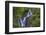 Torc Waterfall, Killarney National Park, near Killarney, County Kerry, Munster, Republic of Ireland-Nigel Hicks-Framed Photographic Print