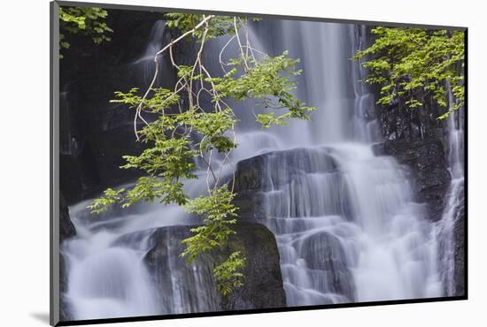 Torc Waterfall, Killarney National Park, near Killarney, County Kerry, Munster, Republic of Ireland-Nigel Hicks-Mounted Photographic Print
