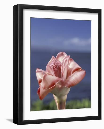 Torch Ginger and Blue Sky, Maui, Hawaii, USA-Darrell Gulin-Framed Photographic Print