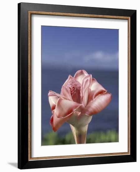 Torch Ginger and Blue Sky, Maui, Hawaii, USA-Darrell Gulin-Framed Photographic Print