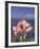 Torch Ginger and Blue Sky, Maui, Hawaii, USA-Darrell Gulin-Framed Photographic Print