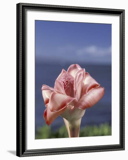 Torch Ginger and Blue Sky, Maui, Hawaii, USA-Darrell Gulin-Framed Photographic Print