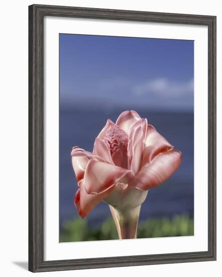 Torch Ginger and Blue Sky, Maui, Hawaii, USA-Darrell Gulin-Framed Photographic Print