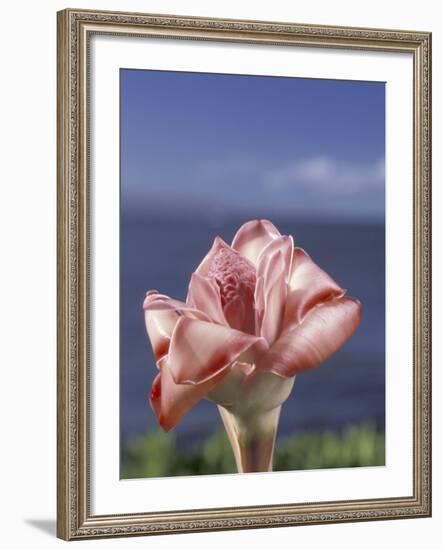 Torch Ginger and Blue Sky, Maui, Hawaii, USA-Darrell Gulin-Framed Photographic Print