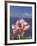 Torch Ginger and Blue Sky, Maui, Hawaii, USA-Darrell Gulin-Framed Photographic Print