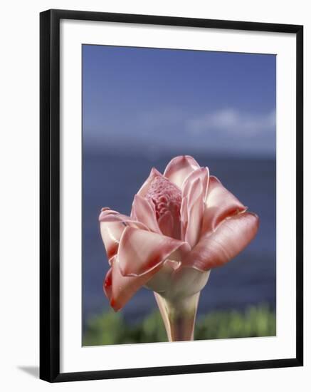 Torch Ginger and Blue Sky, Maui, Hawaii, USA-Darrell Gulin-Framed Photographic Print